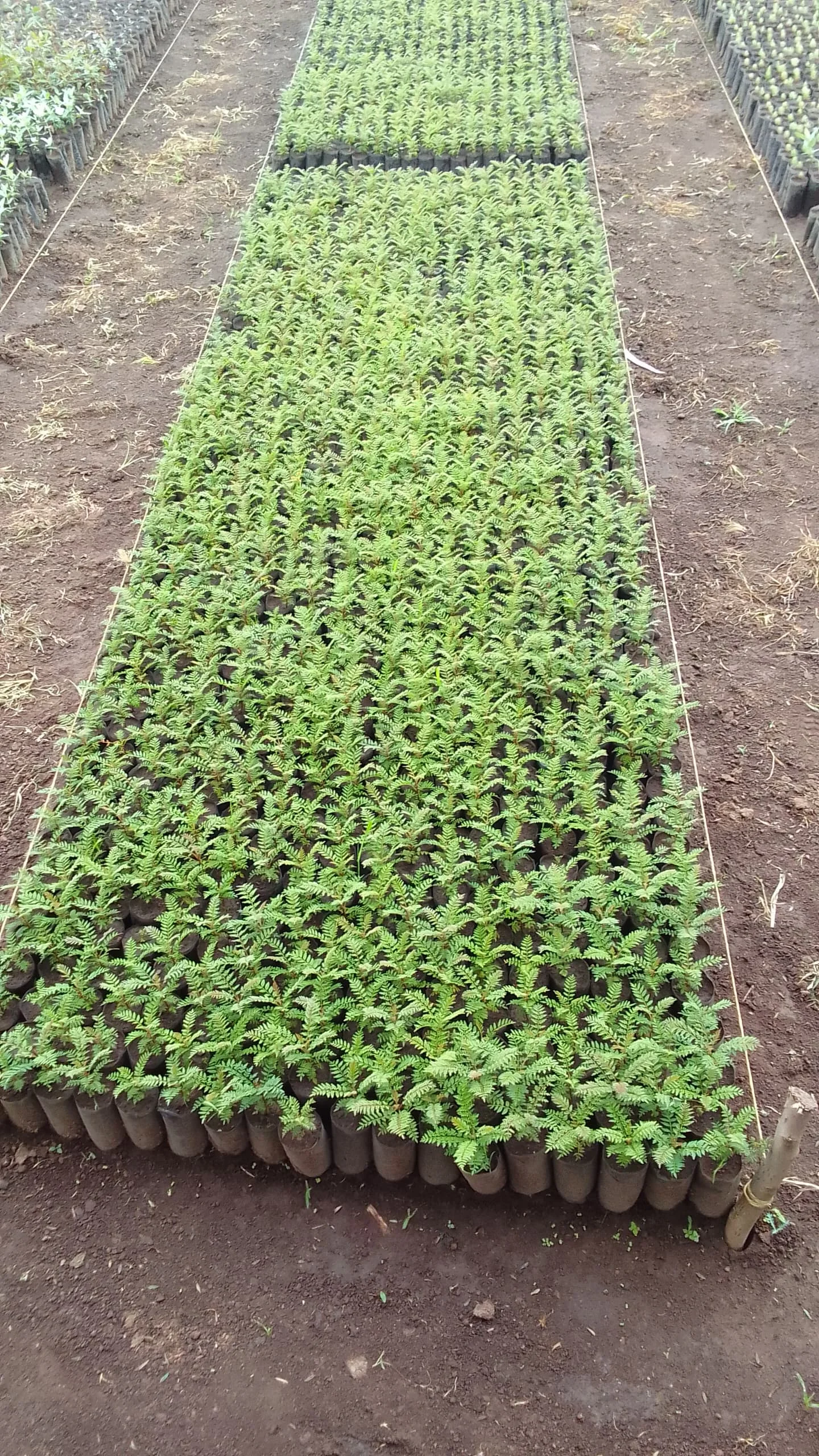 Agroforestry with Native and Fruit Trees