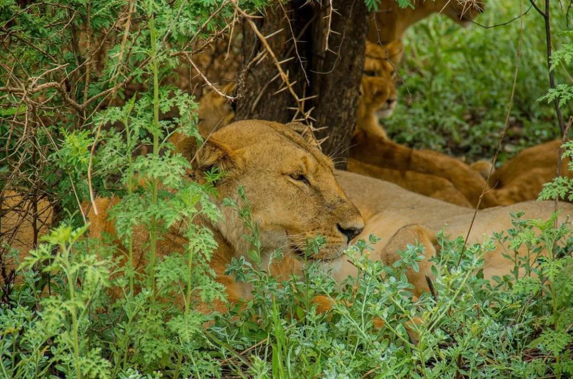 Biodiversity Conservation - Strategic objective