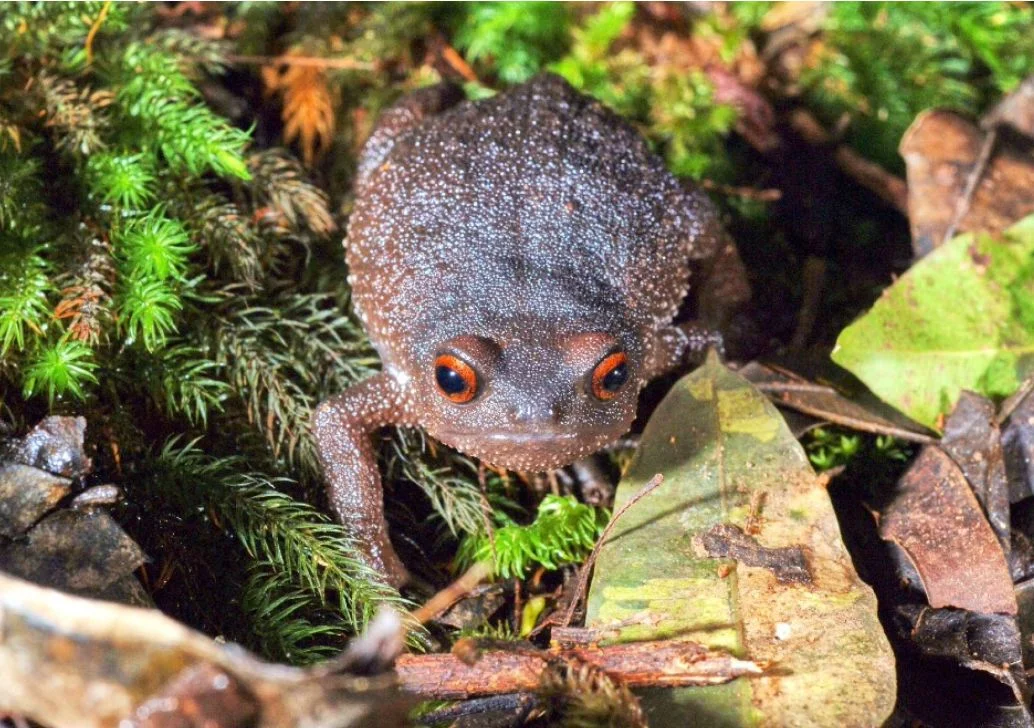 Promoting the Conservation of Critically Endangered Callulina laphami in Kindoroko and Minja Forest Reserves, Tanzania