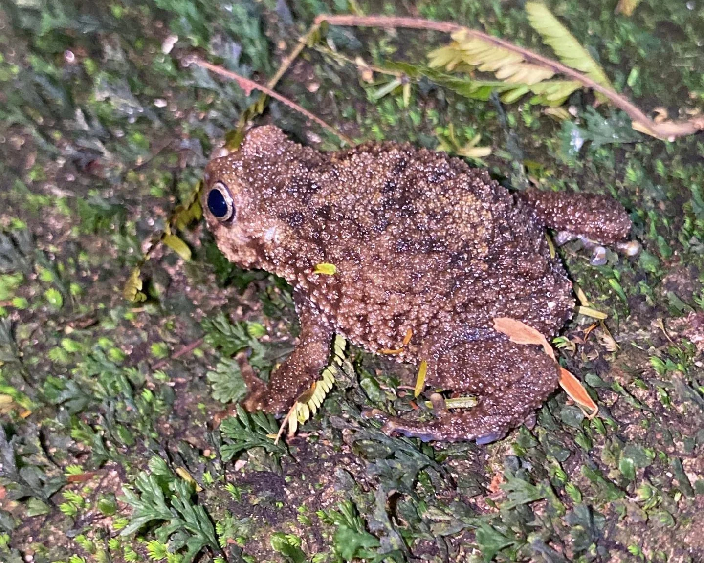 Promoting the Conservation of Critically Endangered Kanga Warty Frog in Kanga Forest Reserve, Tanzania