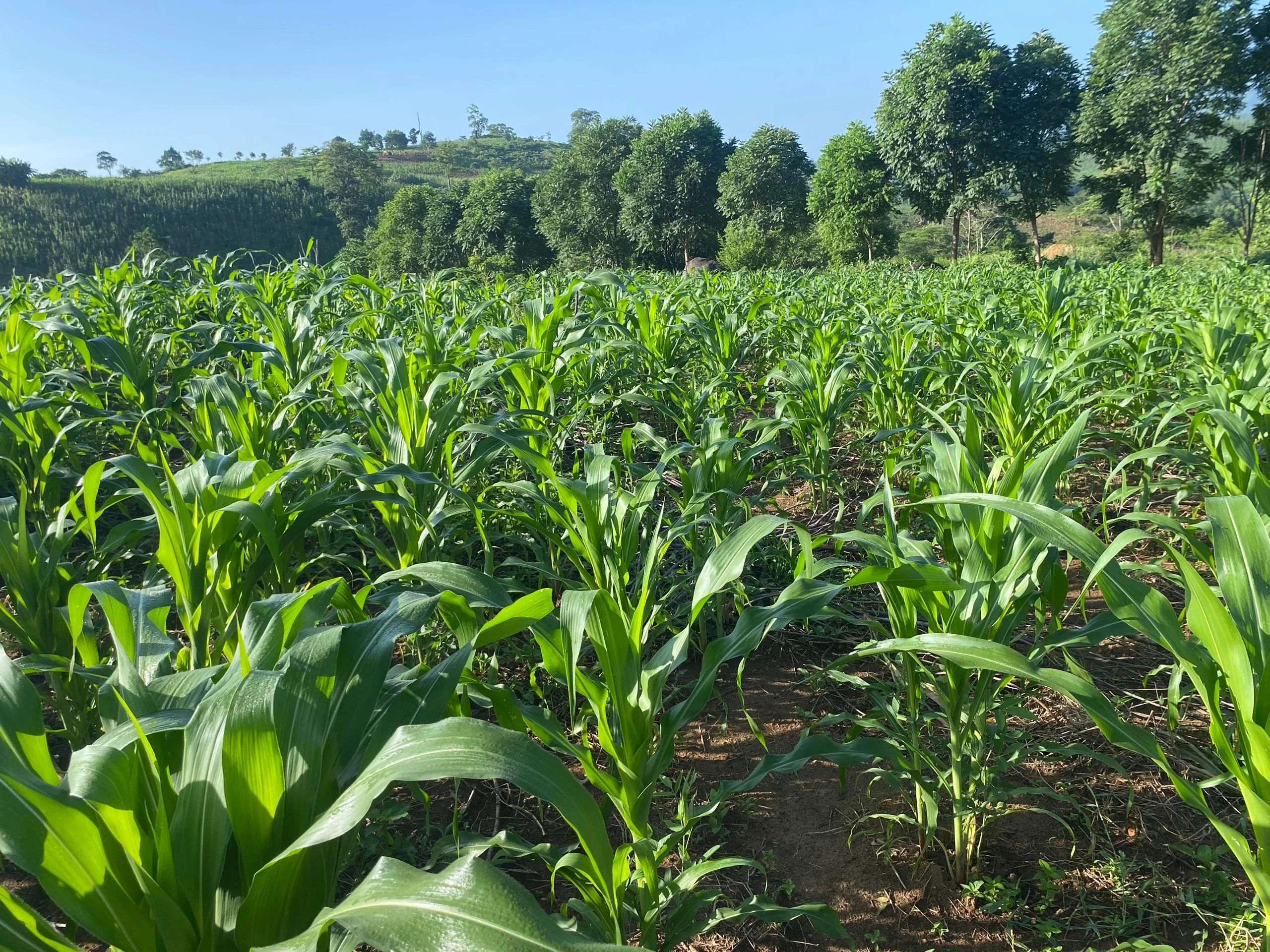 Sustainable Agriculture - Strategic objective