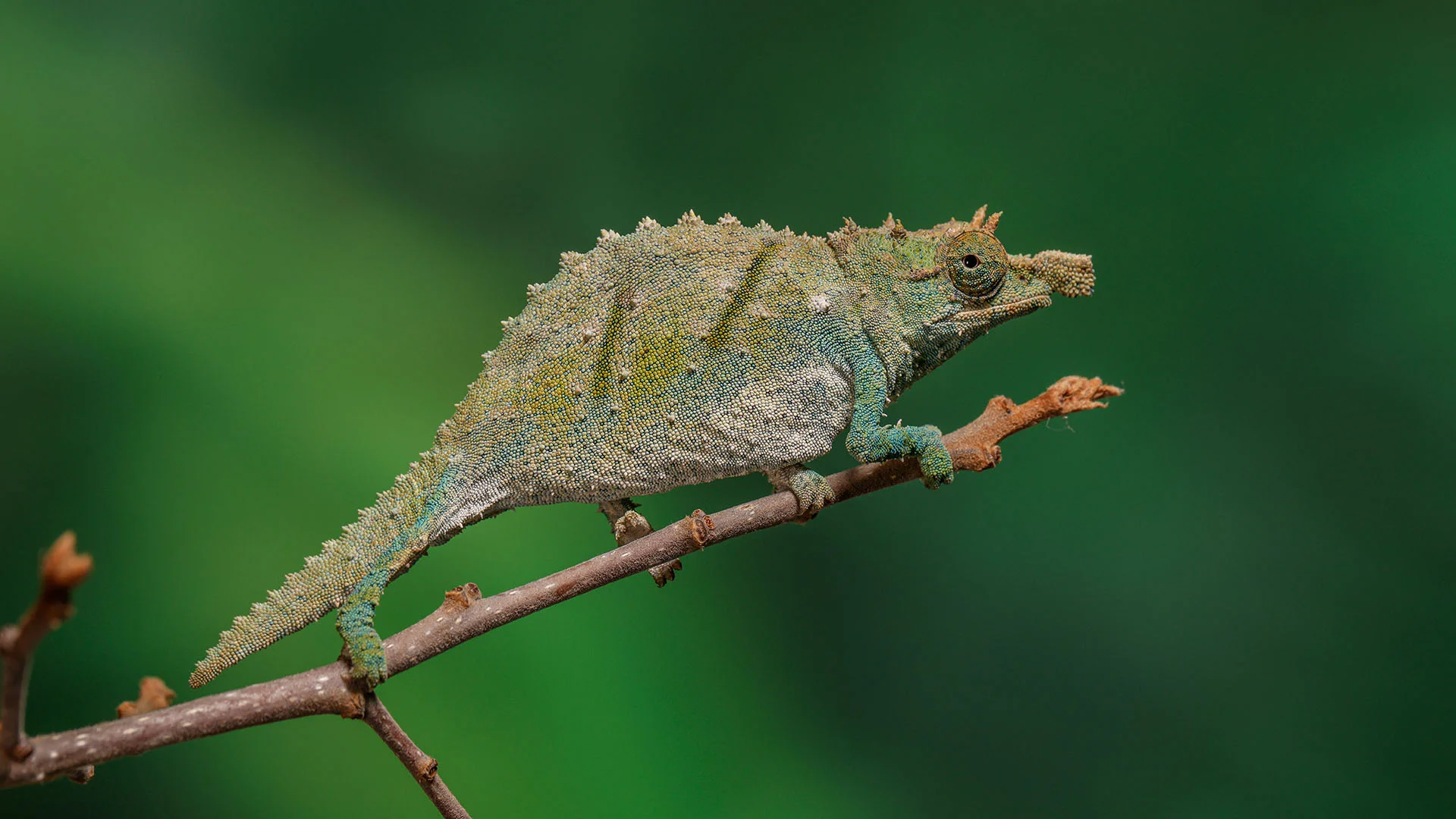 Befriending the Critically Endangered Nguru Spiny Pygmy Chameleon (Rhampholeon acuminatus): Assessing the Abundance, Distribution and Threats to its Conservation