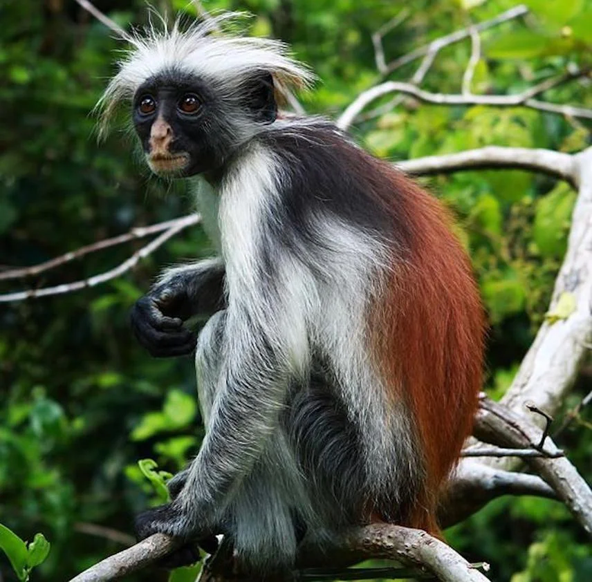 Promoting the Conservation of Zanzibar Red Colobus Monkey (Piliocolobus kirkii)  in Zanzibar, Tanzania