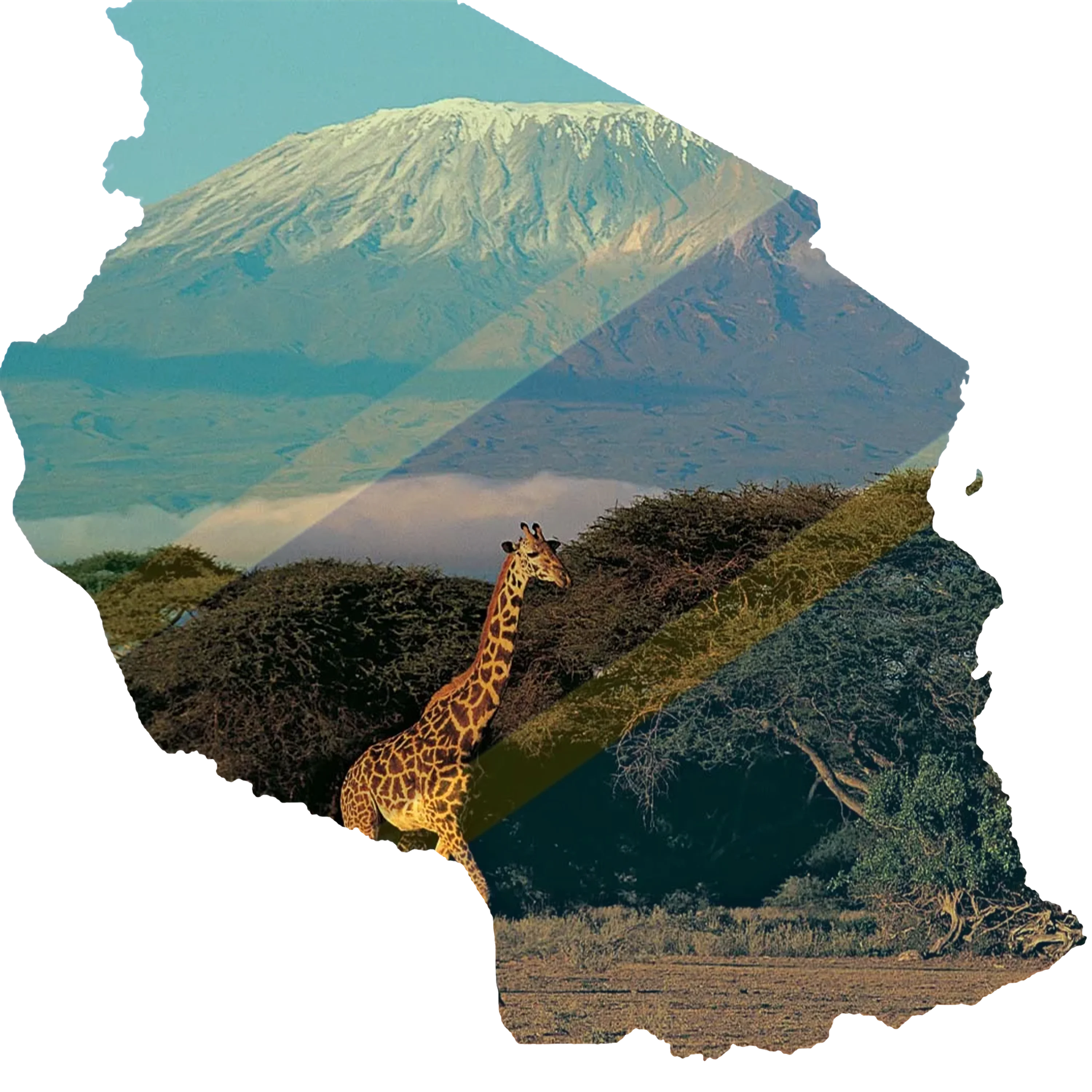 Tanzania conservation efforts showing wildlife protection
