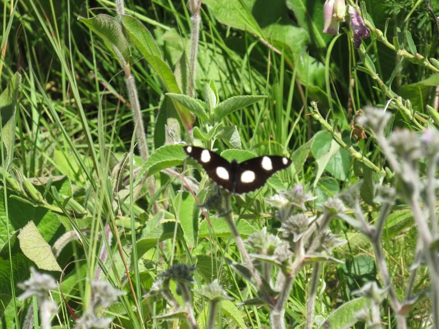 Wild Pollinators